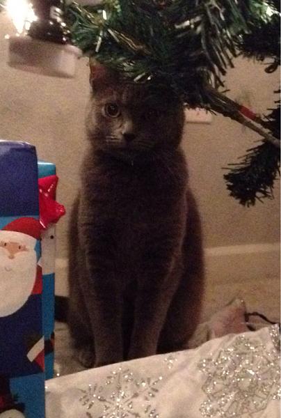 The TMS Cat Thread!-image-3531454285.jpg