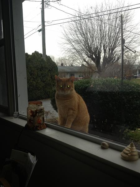 The TMS Cat Thread!-image-1242891333.jpg