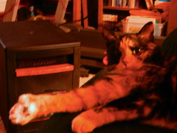 The TMS Cat Thread!-921656_732539043441107_1284409998_o.jpg