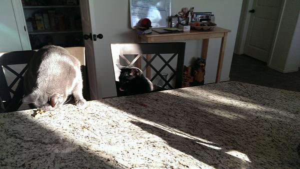 The TMS Cat Thread!-026.jpg