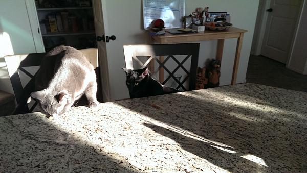 The TMS Cat Thread!-027.jpg