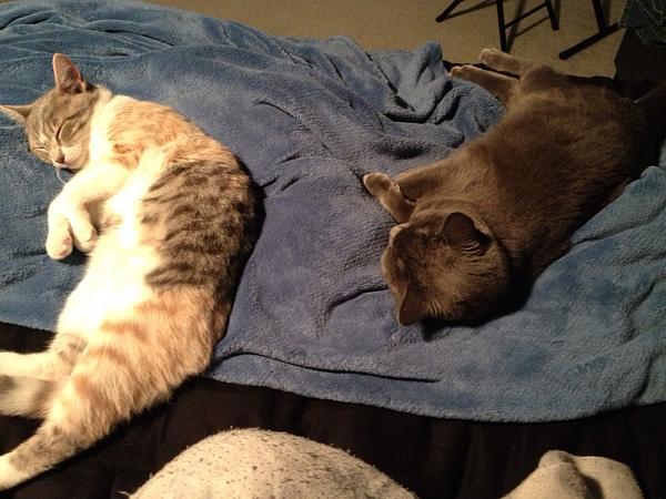 The TMS Cat Thread!-image-3422728204.jpg