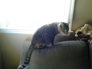 Name:  ForumRunner_20131215_112515.jpg
Views: 128
Size:  20.4 KB