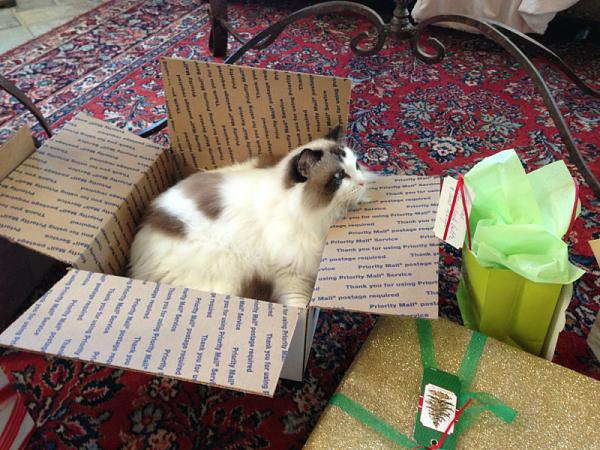 The TMS Cat Thread!-image-3940368865.jpg