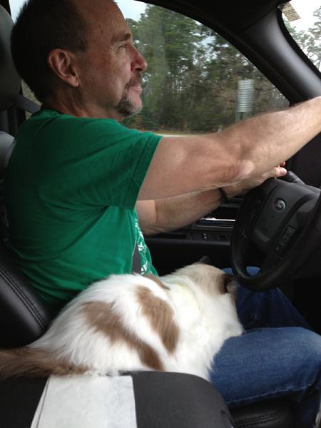 The TMS Cat Thread!-image-904573262.jpg