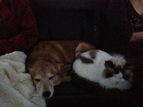 The TMS Cat Thread!-image-3897161587.jpg