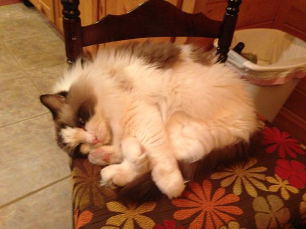 The TMS Cat Thread!-image-1868615798.jpg