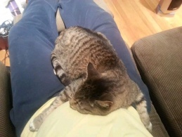 Name:  ForumRunner_20131226_212843.jpg
Views: 89
Size:  22.5 KB