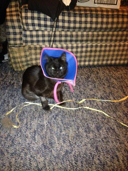 The TMS Cat Thread!-image-776097845.jpg