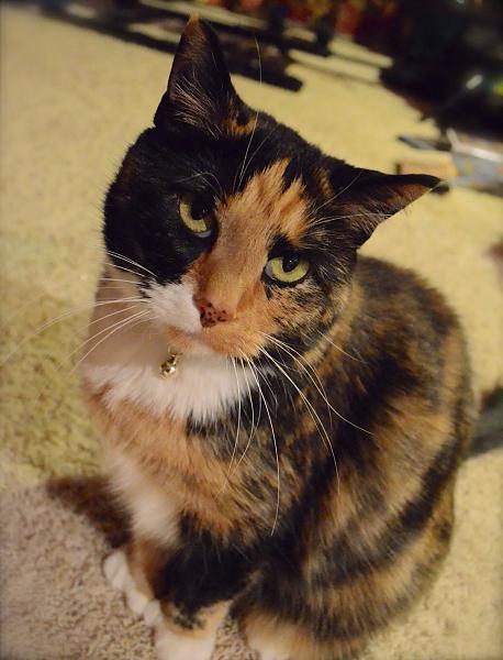The TMS Cat Thread!-1277842_805288402832837_15306012940203754_o.jpg