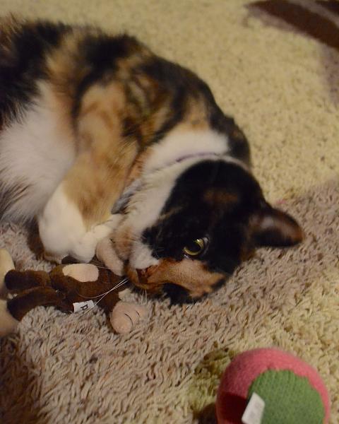 The TMS Cat Thread!-1980010_805288552832822_6831639643876550066_o.jpg
