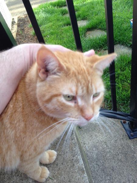 The TMS Cat Thread!-image-2937681061.jpg
