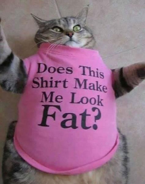 The TMS Cat Thread!-image-3710033716.jpg