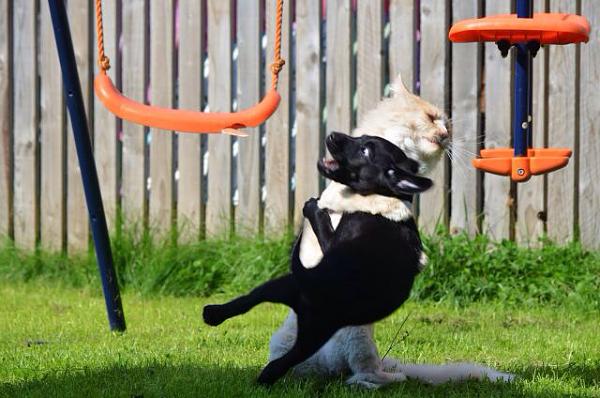 The TMS Cat Thread!-image-1292608797.jpg