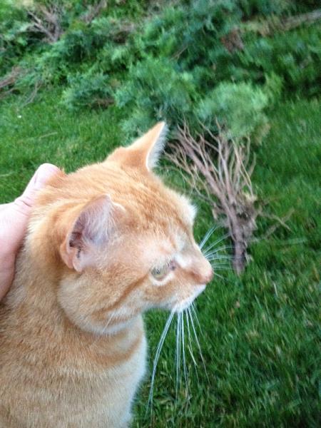 The TMS Cat Thread!-image-1692724294.jpg