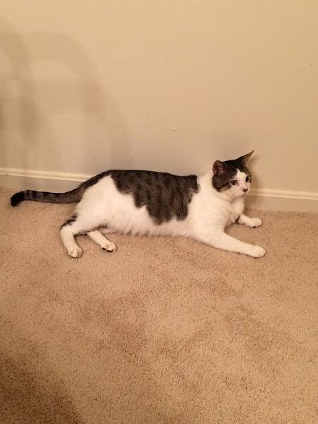 The TMS Cat Thread!-image-1682457398.jpg