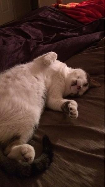 The TMS Cat Thread!-image-3366530610.jpg