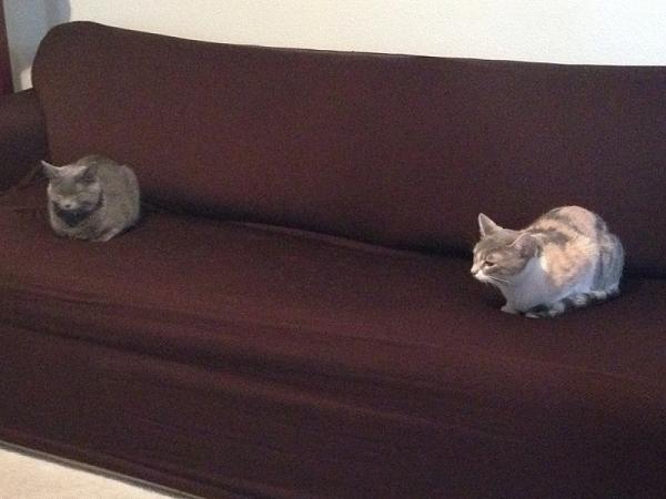 The TMS Cat Thread!-image-2284356758.jpg