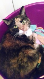 Name:  ForumRunner_20140717_200738.jpg
Views: 140
Size:  20.0 KB