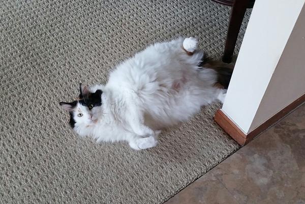 The TMS Cat Thread!-0816141753-1.jpg