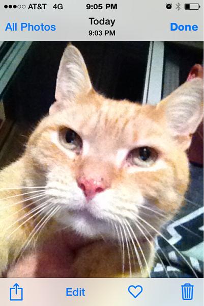 The TMS Cat Thread!-image-3127259829.jpg