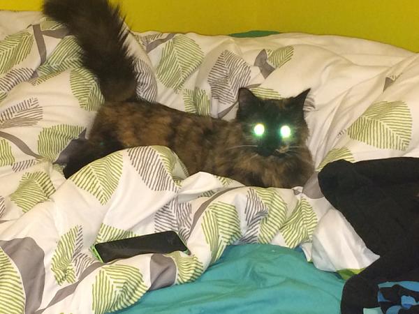 The TMS Cat Thread!-image-574474272.jpg