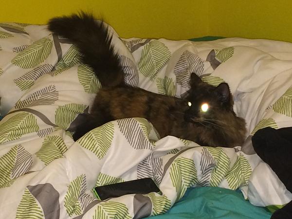 The TMS Cat Thread!-image-3491330660.jpg