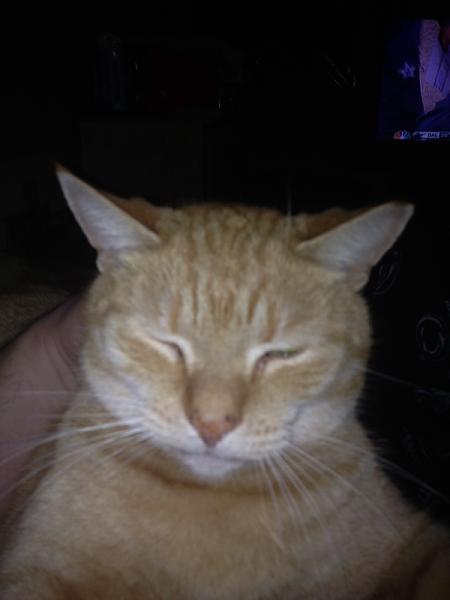 The TMS Cat Thread!-image-2456566615.jpg