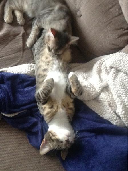 The TMS Cat Thread!-image-3047242188.jpg