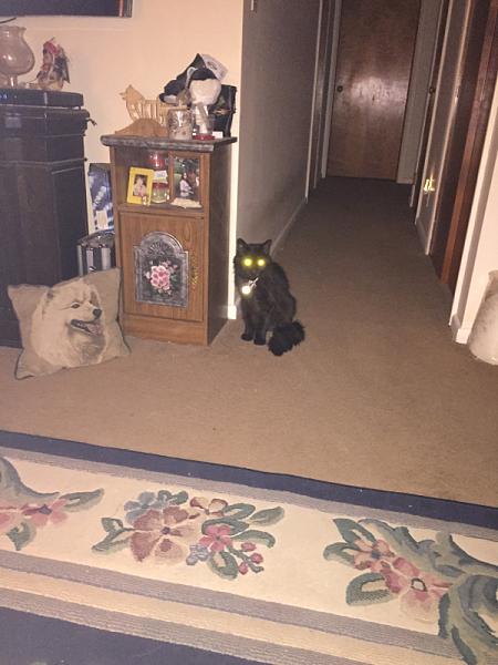 The TMS Cat Thread!-image-3982481826.jpg