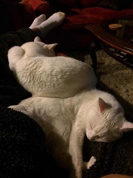 The TMS Cat Thread!-napping.jpg
