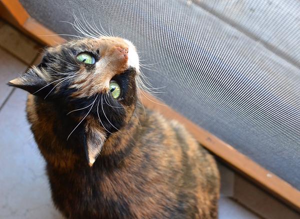 The TMS Cat Thread!-11149629_1025877810773894_6236736563754447211_o.jpg