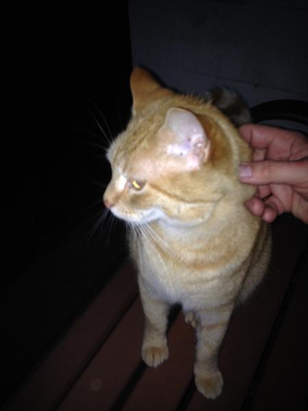 The TMS Cat Thread!-image-2519692662.jpg