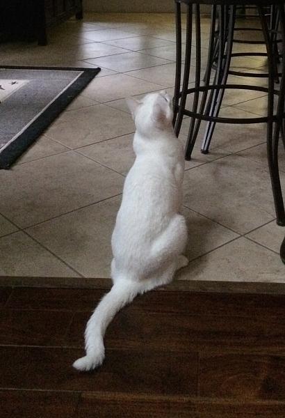 The TMS Cat Thread!-img_7150.jpg