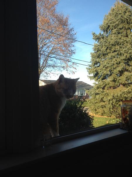 The TMS Cat Thread!-image-2547972090.jpg