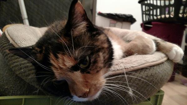 The TMS Cat Thread!-img_20151126_165054209.jpg