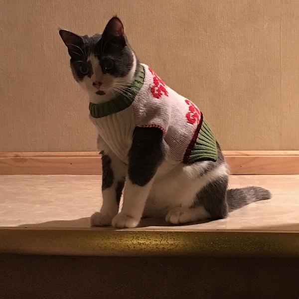 The TMS Cat Thread!-image.jpeg