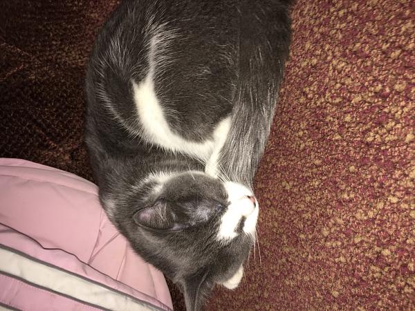 The TMS Cat Thread!-image.jpeg