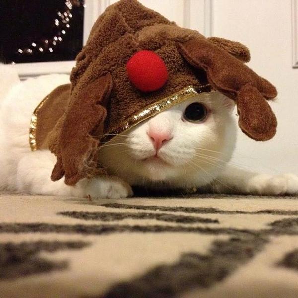 The TMS Cat Thread!-midori.jpg