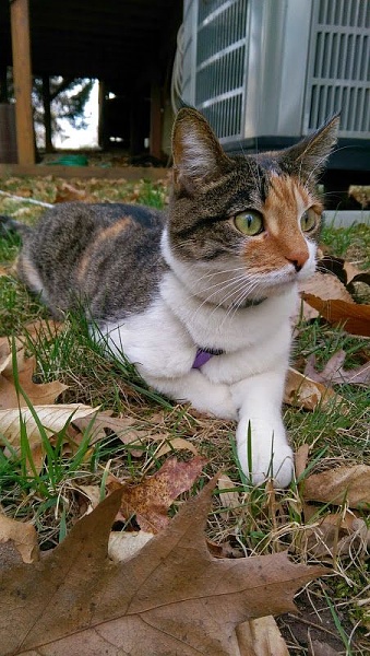 The TMS Cat Thread!-imag0659_jpg_jpeg_7663d6eed24cd460b3214cc7d6a65d085ad81dd6.jpg