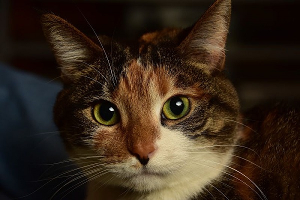 The TMS Cat Thread!-dsc_0519_jpg_jpeg_cf68a5d1935eb2c3d9e3c13c5982bdb57e62f6a5.jpg