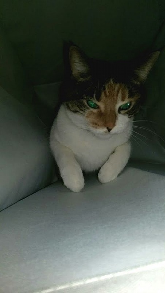 The TMS Cat Thread!-imag1322_1_jpg_jpeg_567a25838d73c1c0e00b815f7bfbd16887f944ef.jpg