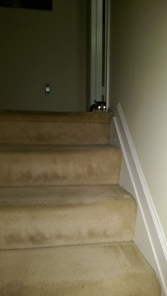 The TMS Cat Thread!-imag1219_jpg_jpeg_5d3c76b7da09ad311e3ec48ba4969a703dec1f4c.jpg