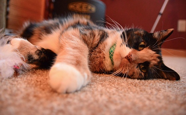 The TMS Cat Thread!-12973457_1245122832182723_2841813424952700978_o_4a618579db3b5a4054900493adee017306e4184d.jpg