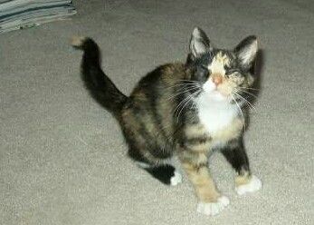 Name:  12961530_1244784588883214_1277918377486848600_n_e471b4e5ca4def80c1ea14e185e72d6020043f65.jpg
Views: 166
Size:  17.3 KB