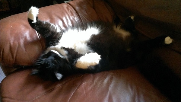 The TMS Cat Thread!-imag7760.jpg