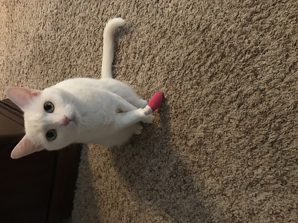 The TMS Cat Thread!-img_8794.jpg