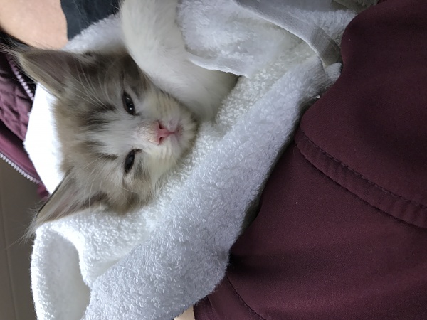 The TMS Cat Thread!-img_9311.jpg