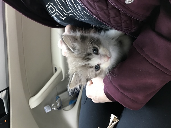 The TMS Cat Thread!-img_9303.jpg