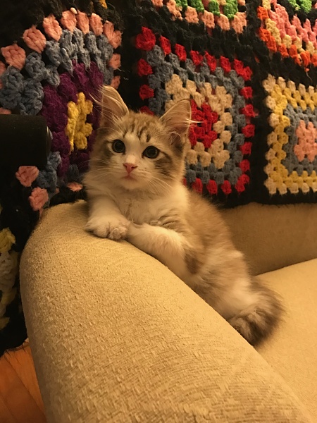 The TMS Cat Thread!-img_9437.jpg